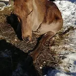 Kleintierhof Seidl-eder * Rauris