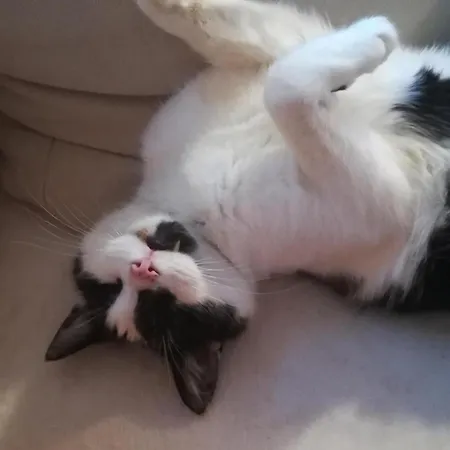 Alojamento de Turismo Rural Kleintierhof Seidl-eder Rauris