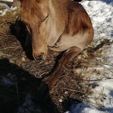 Kleintierhof Seidl-eder * Rauris