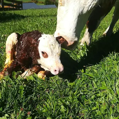 Kleintierhof Seidl-eder Alojamento de Turismo Rural
