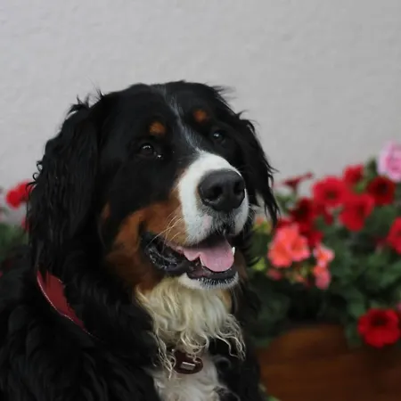 Alojamento de Turismo Rural Kleintierhof Seidl-eder *