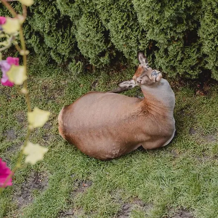 Kleintierhof Seidl-eder * Rauris