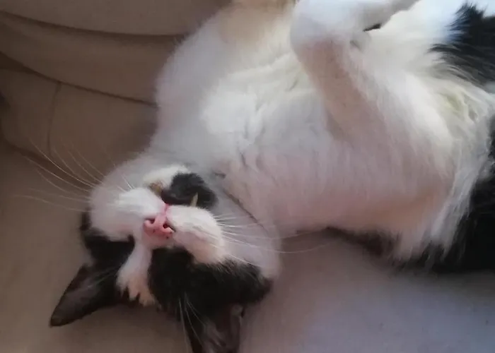 Çiftlik konaklama Kleintierhof Seidl-eder Rauris