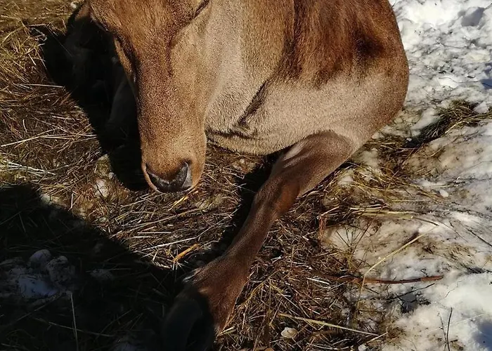 Kleintierhof Seidl-eder * Rauris