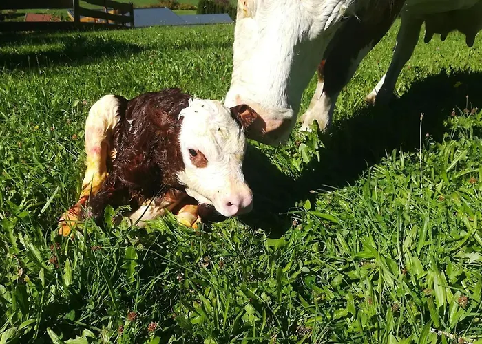 Kleintierhof Seidl-eder Çiftlik konaklama